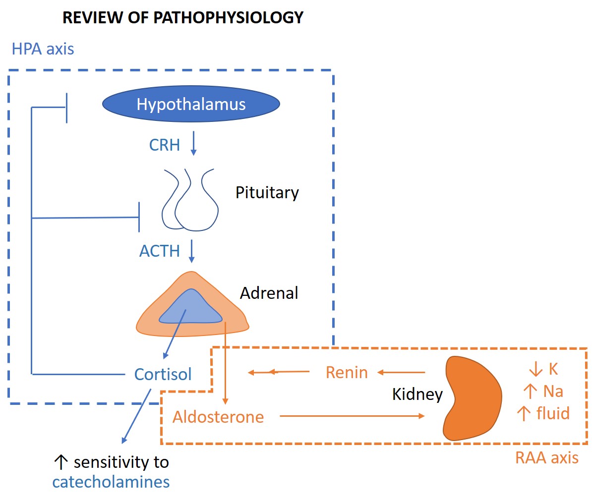 Endocrinology archives teachim
