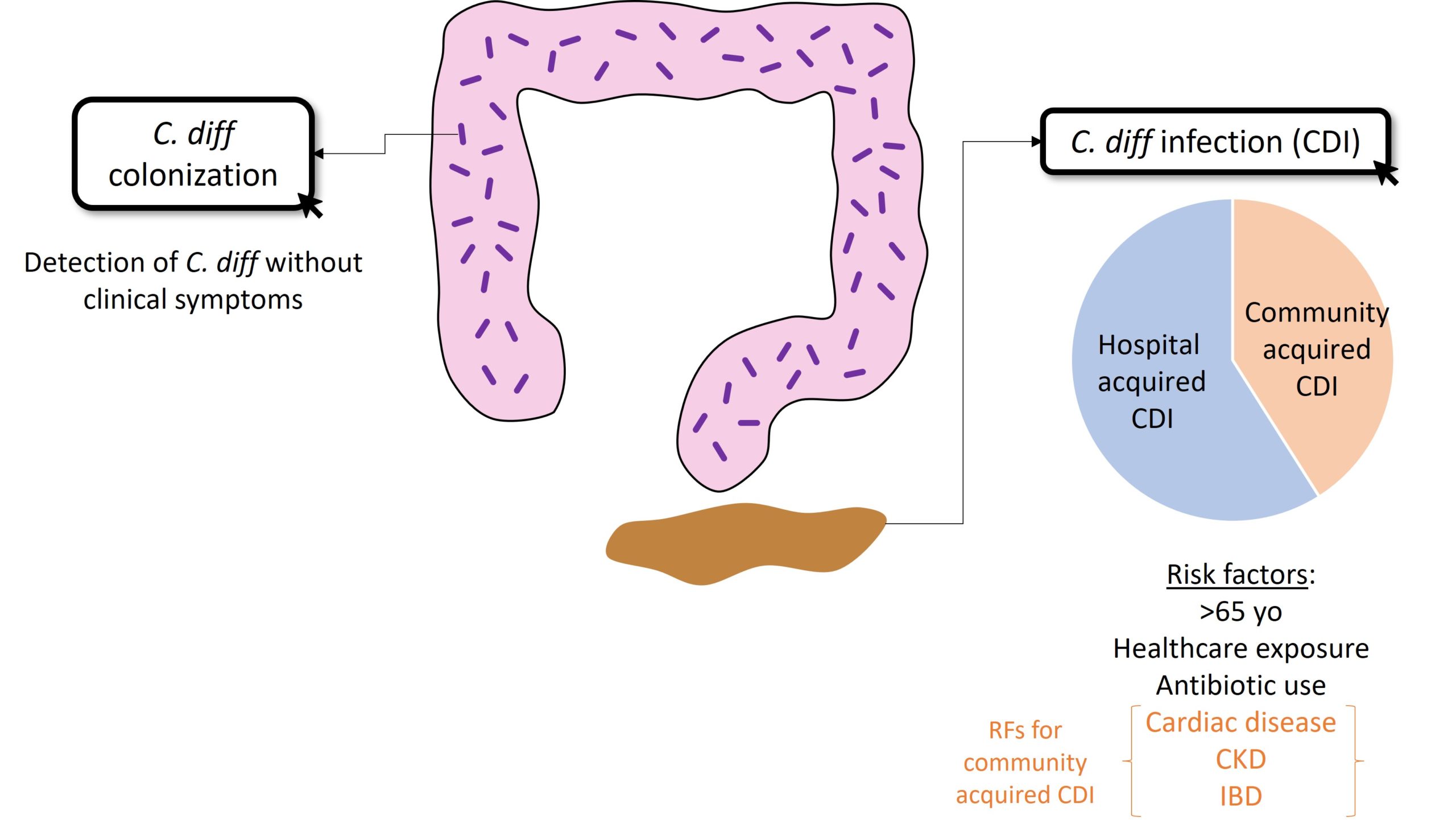 C Diff Infection TeachIM