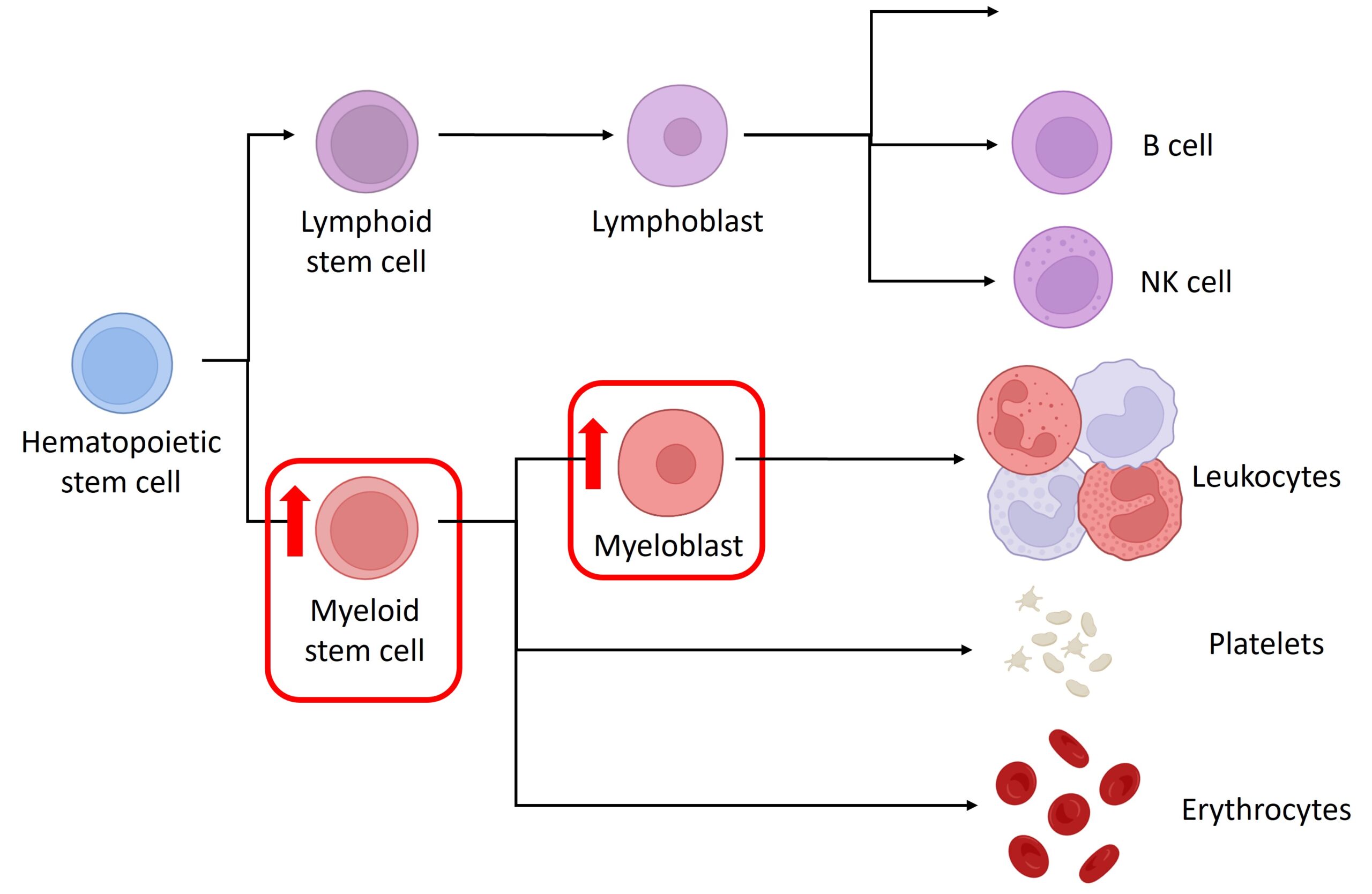 Acute Myeloid Leukemia - teachIM